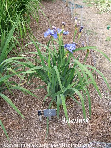 16 Glanusk